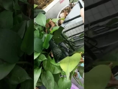 peinture en poudre noire super brillante